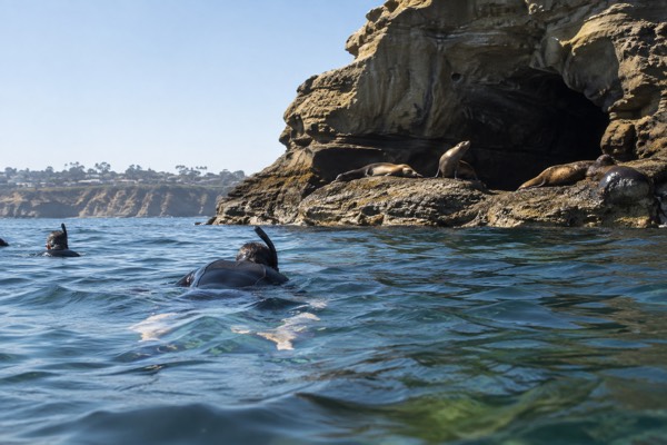 La Jolla Cove Snorkeling Tour, La Jolla