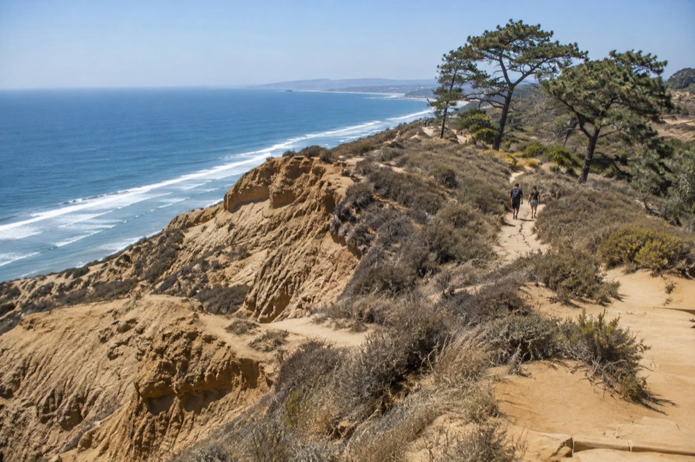 Torrey pines and coastal cliffs under a clear late summer sky