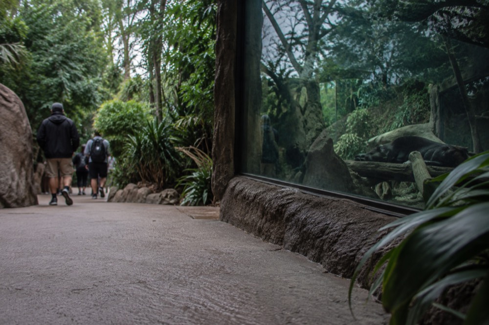 A zoo viewing window with lush plants and a glass panel reflecting green foliage