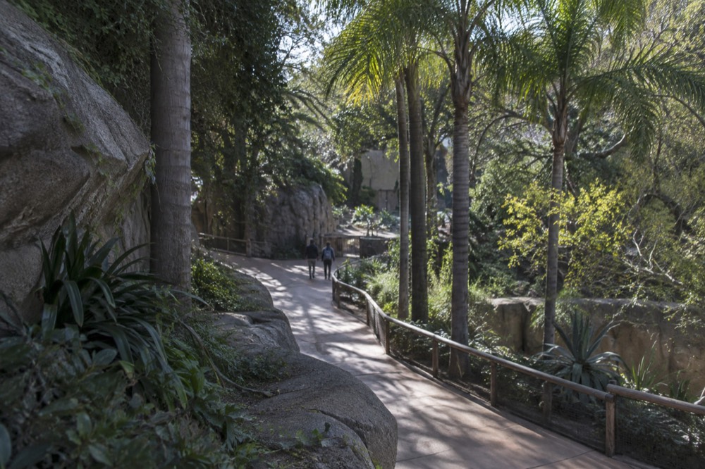 A quiet walkway inside the San Diego Zoo with palm trees and empty paths in morning light