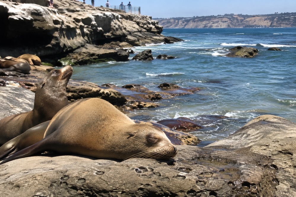 Sea lions resting on rocks at a small rocky cove with clear turquoise water