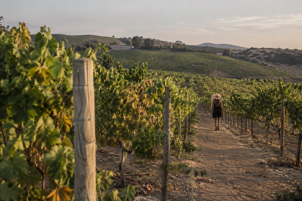 Vineyard rows on rolling hills under a warm afternoon sky