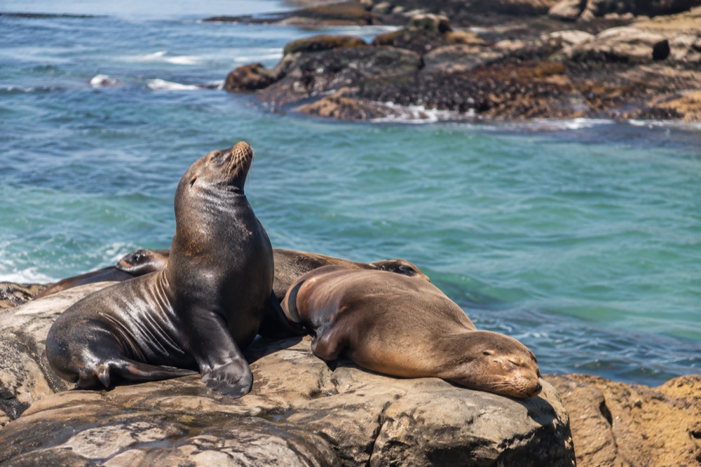 Sea lions resting on rocks at La Jolla Cove with calm green water behind them