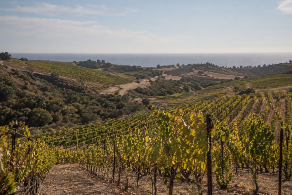 Rolling vineyard rows on hillsides under a warm afternoon sky