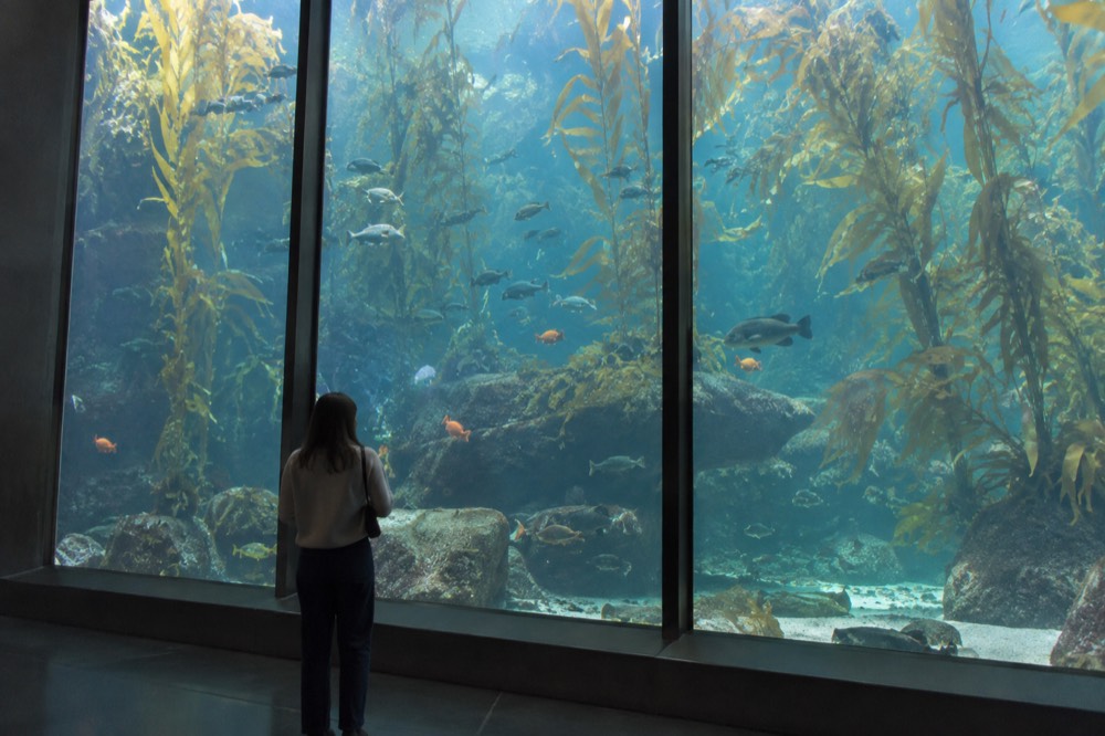 An indoor aquarium gallery with a tall glass tank of fish and kelp