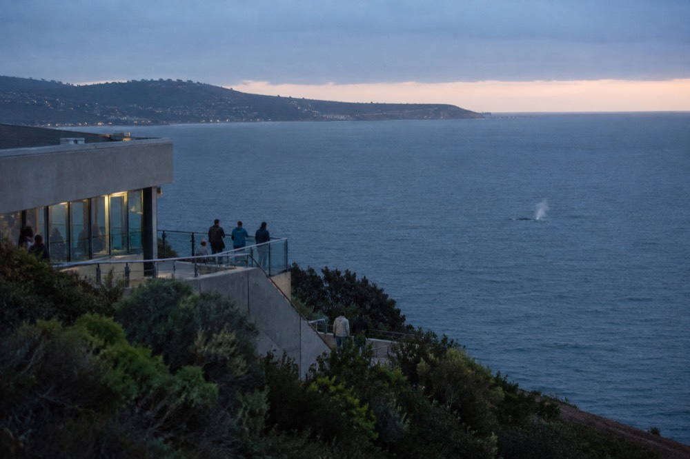 A gray whale spout visible above open ocean water near a distant headland