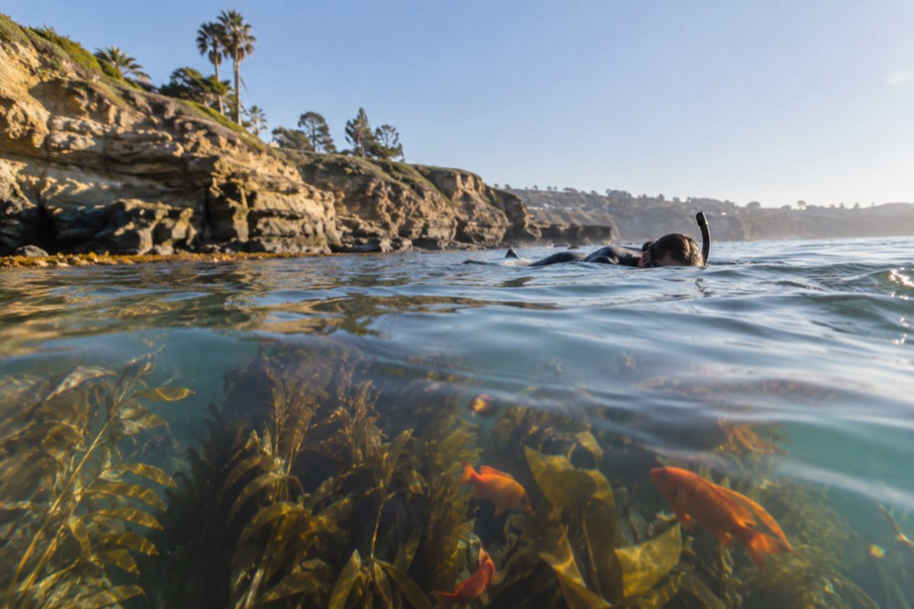 Snorkeler in clear water above a kelp bed with orange fish visible
