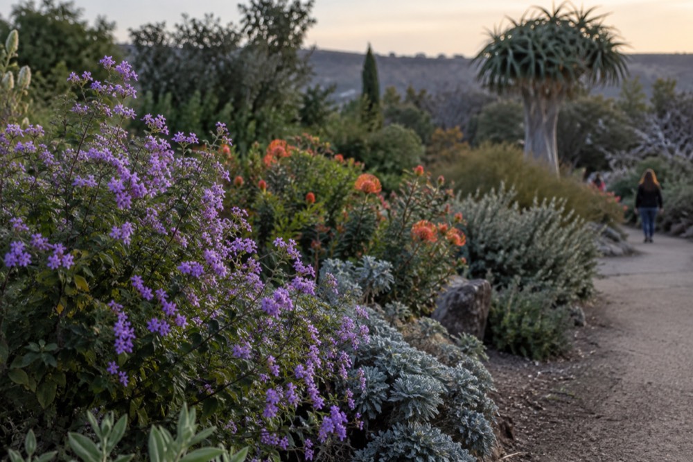 Flowering shrubs in full bloom along a garden border in warm afternoon light