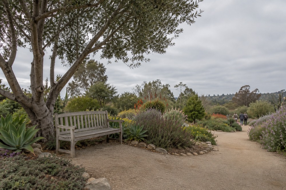 Garden bench under a tree beside a path of flowering plants