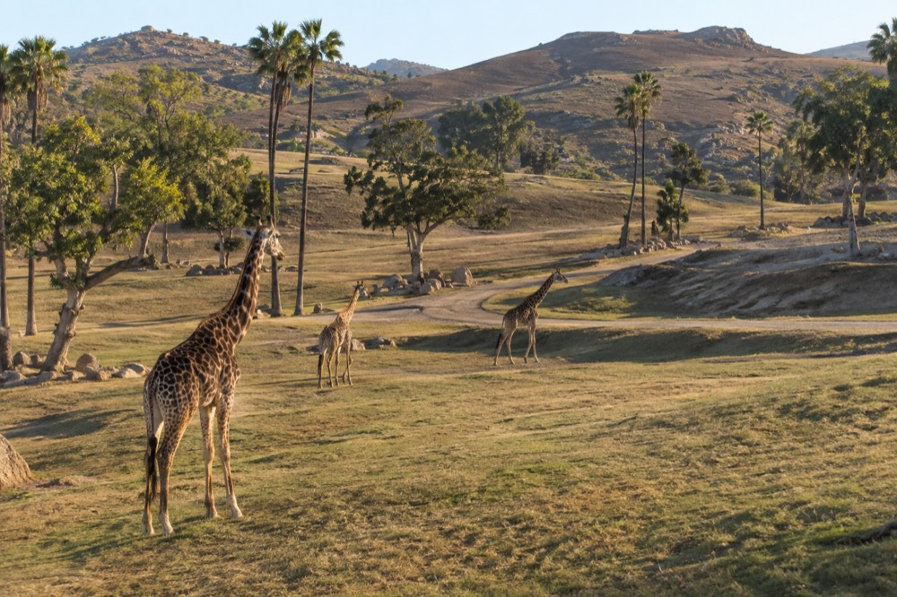 Open grassland exhibits with giraffes and rhinos at the San Diego Zoo Safari Park