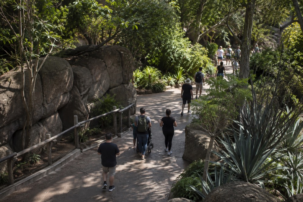 A tree-lined walkway in the San Diego Zoo with visitors strolling past planted gardens