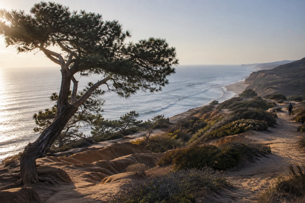 Torrey pine trees on a sandstone bluff overlooking the Pacific Ocean