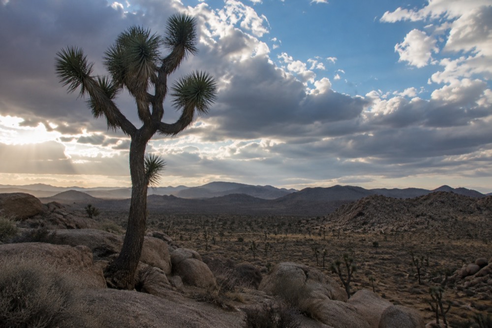 A lone Joshua tree silhouetted against a wide desert horizon