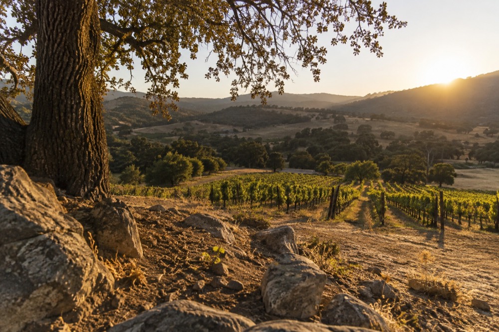 Rolling hills with vineyard rows and oak trees at golden hour