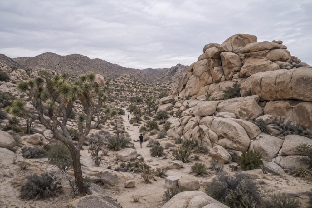 Twisted desert trees and stacked boulder formations under a wide sky in a national park