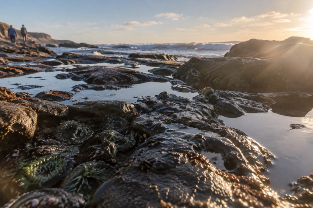 Rocky tide pools at low tide with anemones and small pools reflecting the sky