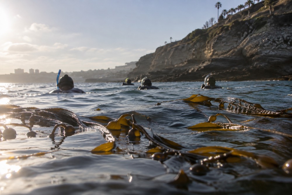 A group of snorkelers floating above a kelp forest near a rocky shoreline