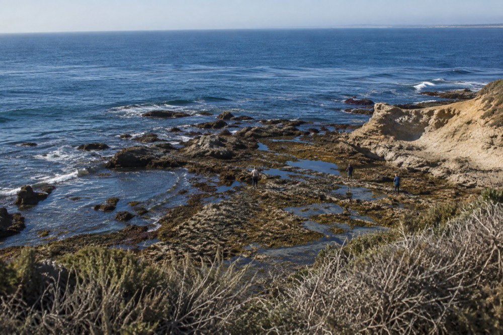 Shallow tide pools on a rocky San Diego shoreline at low tide with kelp and stones
