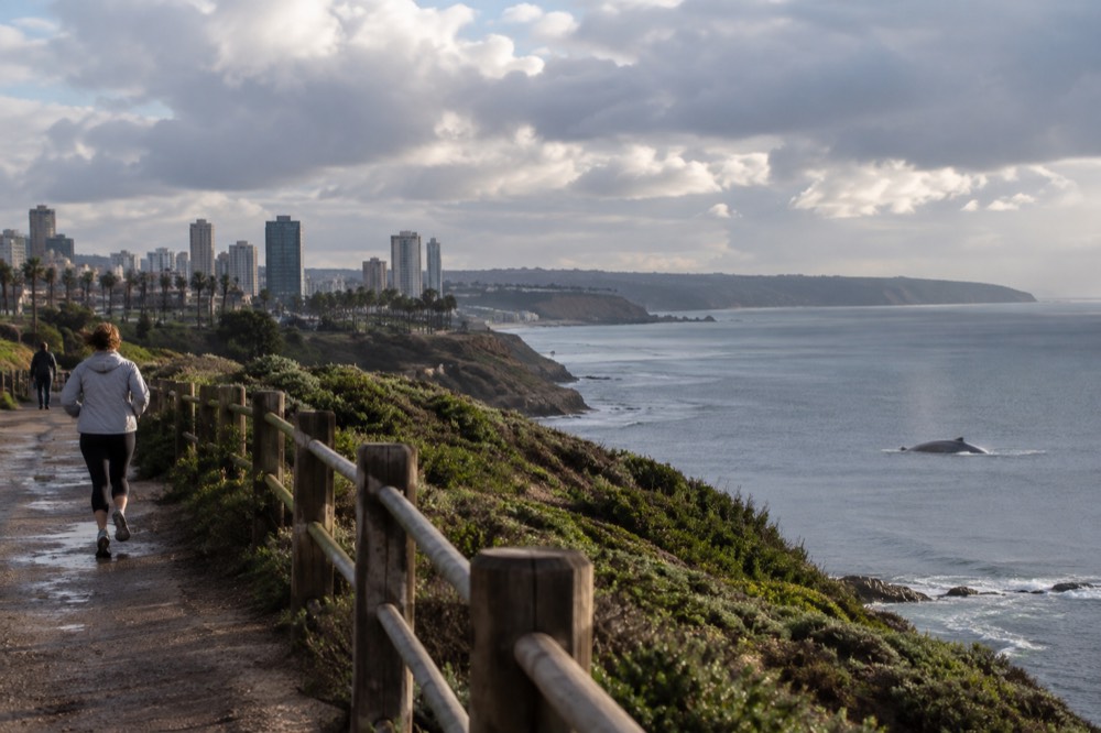 A gray whale surfacing near a San Diego headland on a calm winter morning