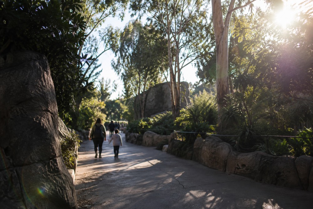 A quiet zoo pathway in morning light with tall eucalyptus trees