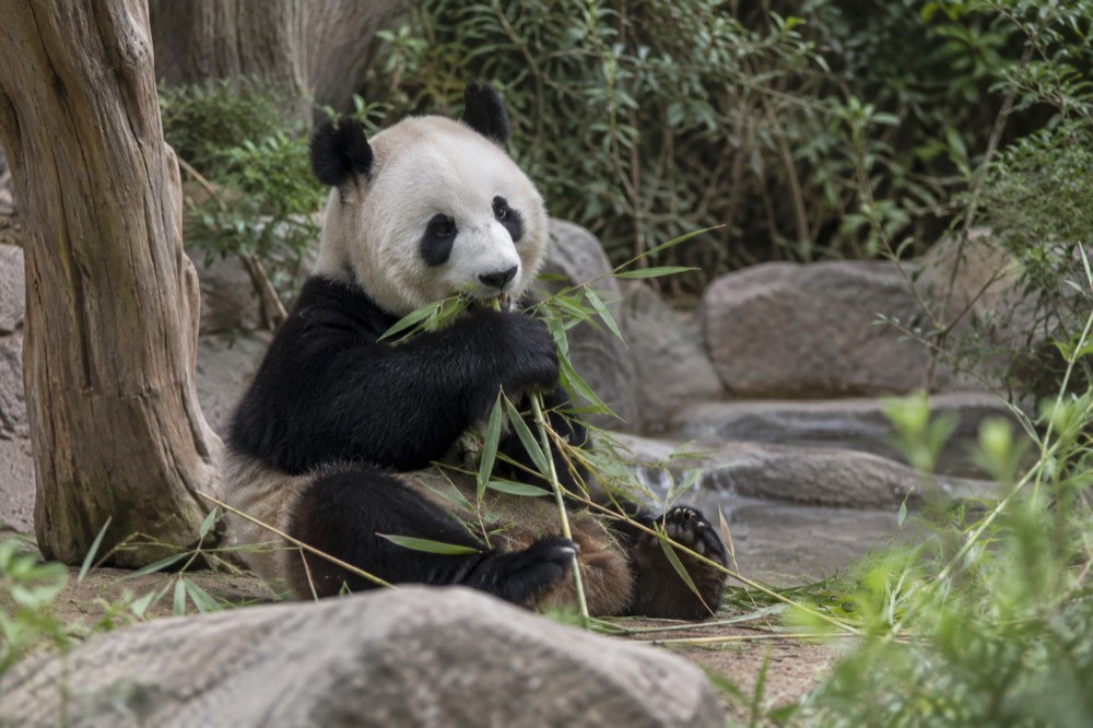 Giant panda sitting in a shaded habitat at the San Diego Zoo