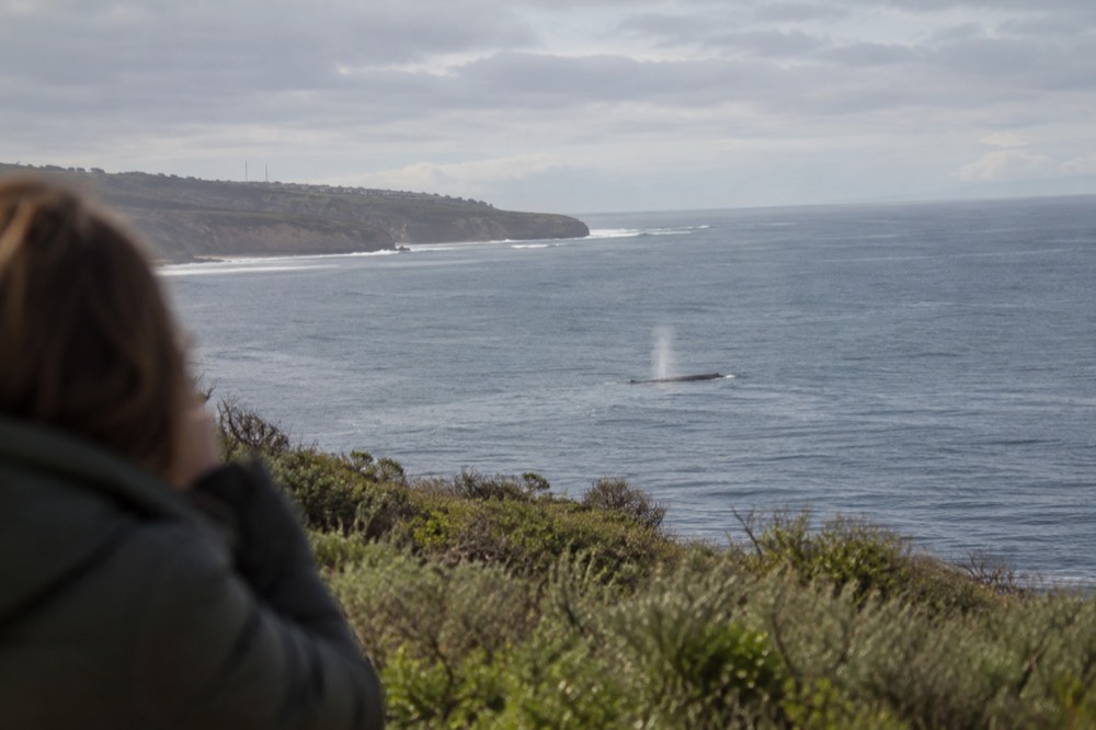 A gray whale spouting offshore near the Point Loma coastline in winter