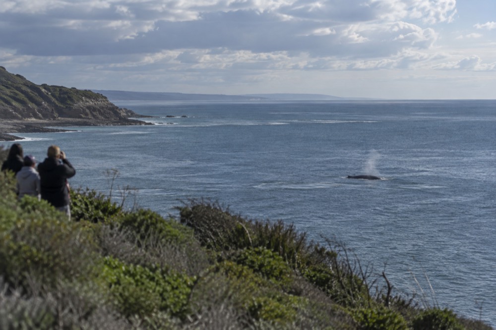 Gray whale surfacing near the Point Loma shoreline with the ocean horizon behind