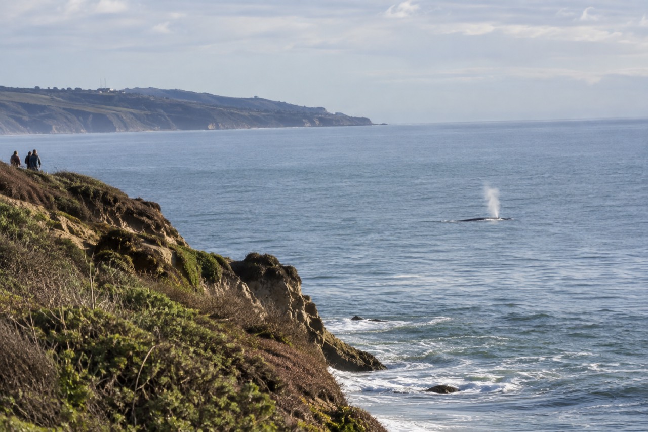 Gray whale spouting offshore near Point Loma on a calm February morning