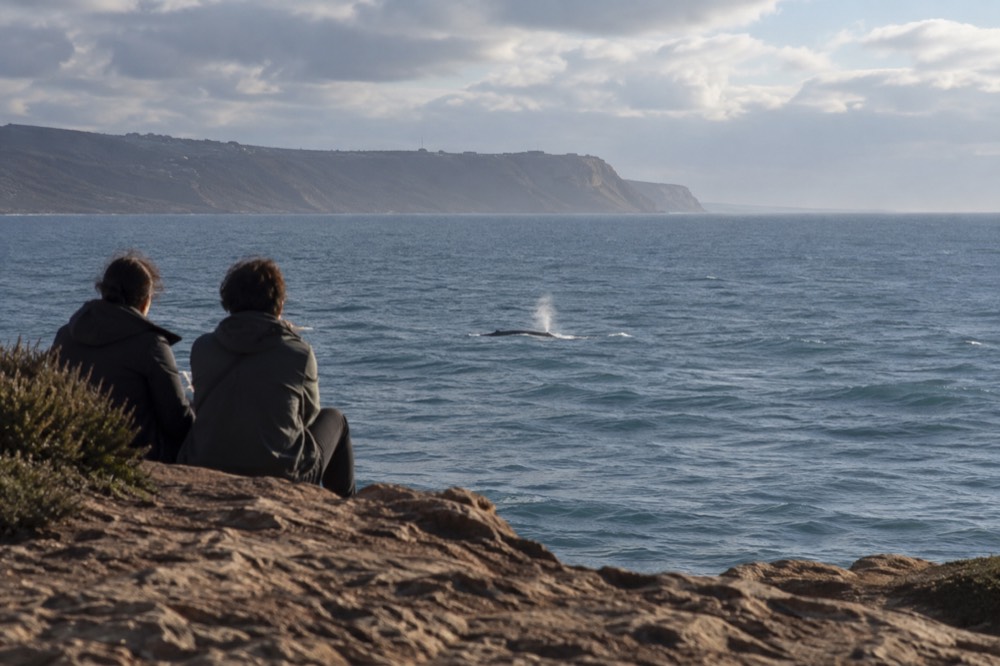 A gray whale spouting offshore near the Point Loma coastline in winter