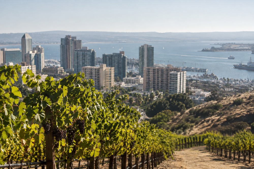 Rolling golden hills with rows of grapevines under afternoon sun