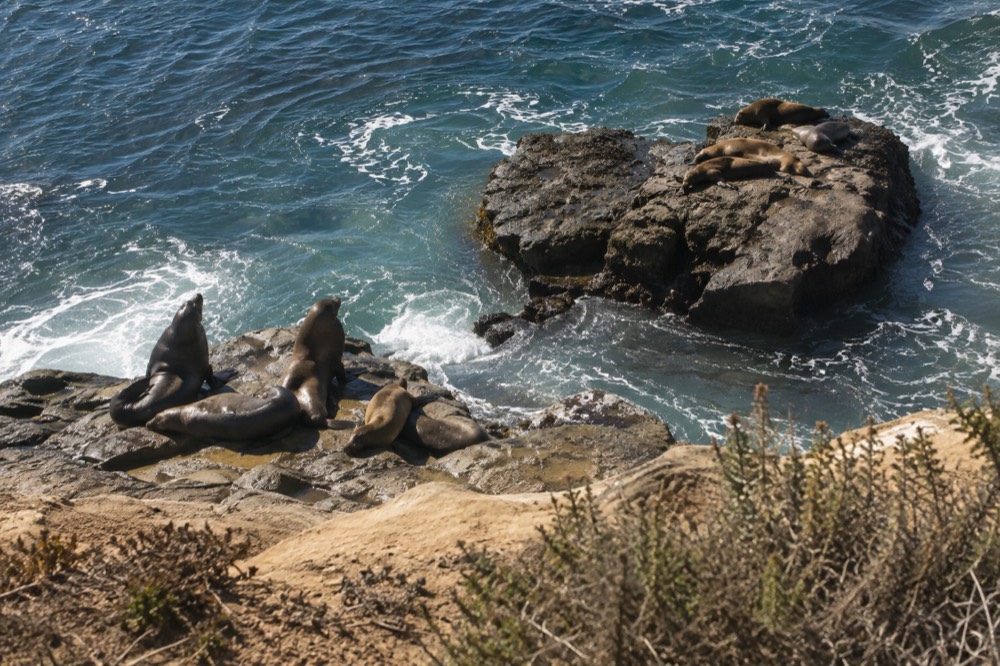 Sea lions resting on rocky ledges above blue water at a protected cove